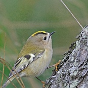 Goldcrest  "Regulus regulus"